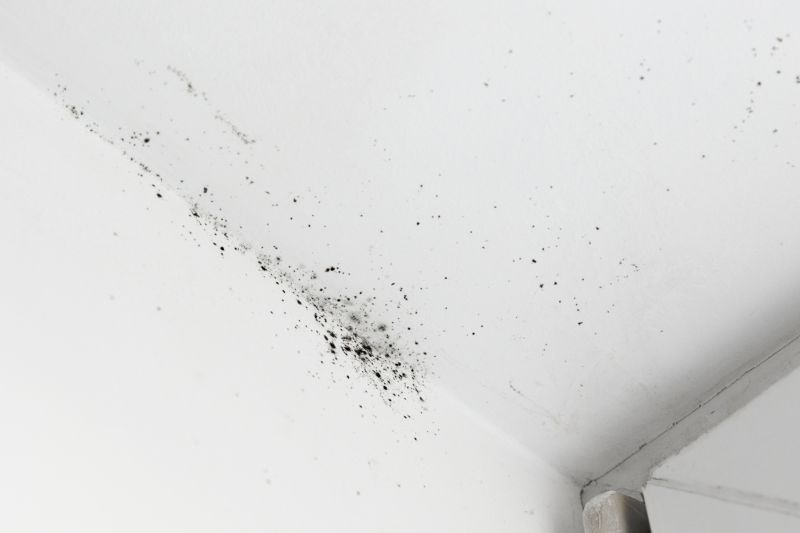 Attic Mold Removal in Jupiter, FL