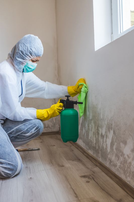 Basement Mold Removal in Broward County, FL