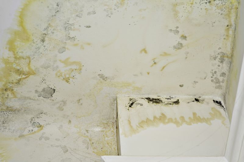Basement Mold Removal in Fort Worth, TX