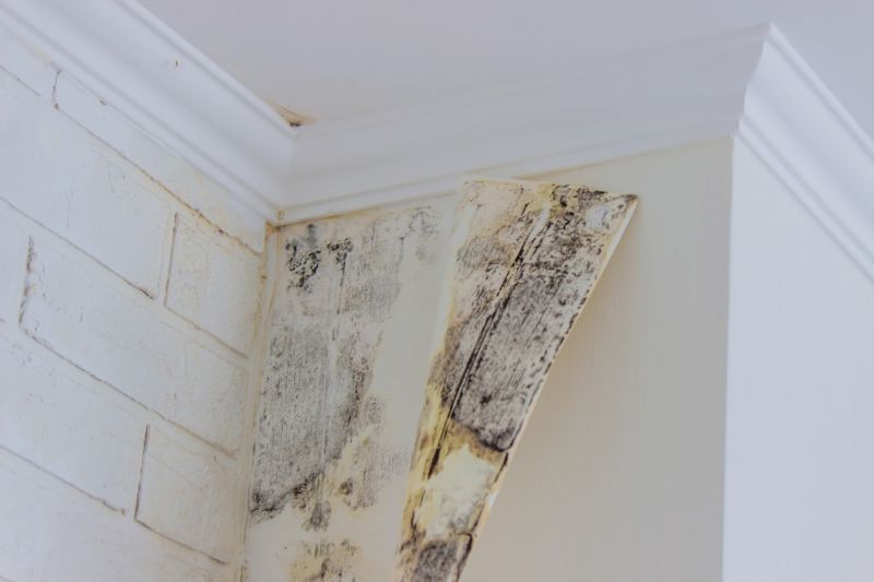 Crawl Space Mold Removal in Fort Lauderdale, FL