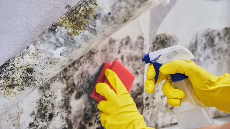 Garage Mold Remediation in Essex County, NJ