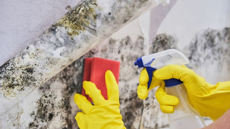 Mold Mitigation Service in Bergen County, NJ