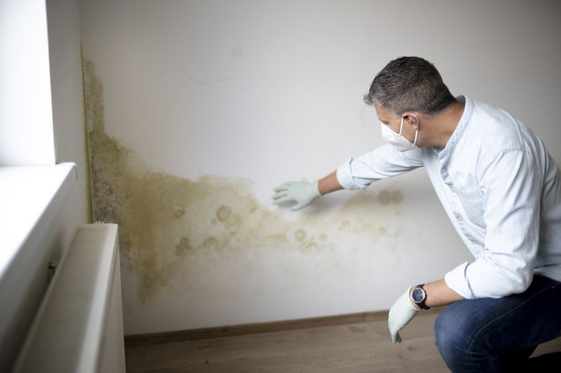 Mold Inspection Experts