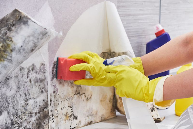 Mold Treatment Service in Frisco, TX