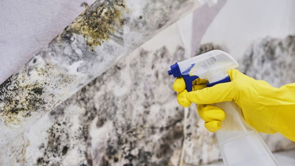 Mold Eradication
