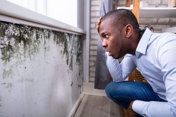 House Mold Inspection